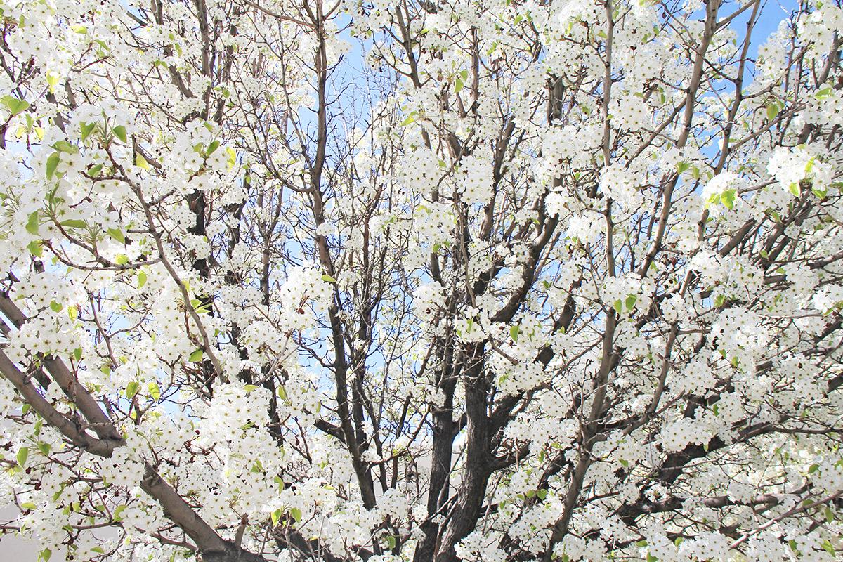 apple blossoms on a campus tree in early spring